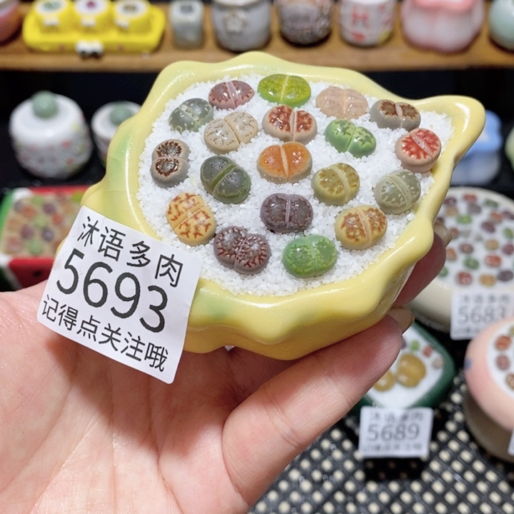 带盆土植物 一物一拍5693盆微瑕