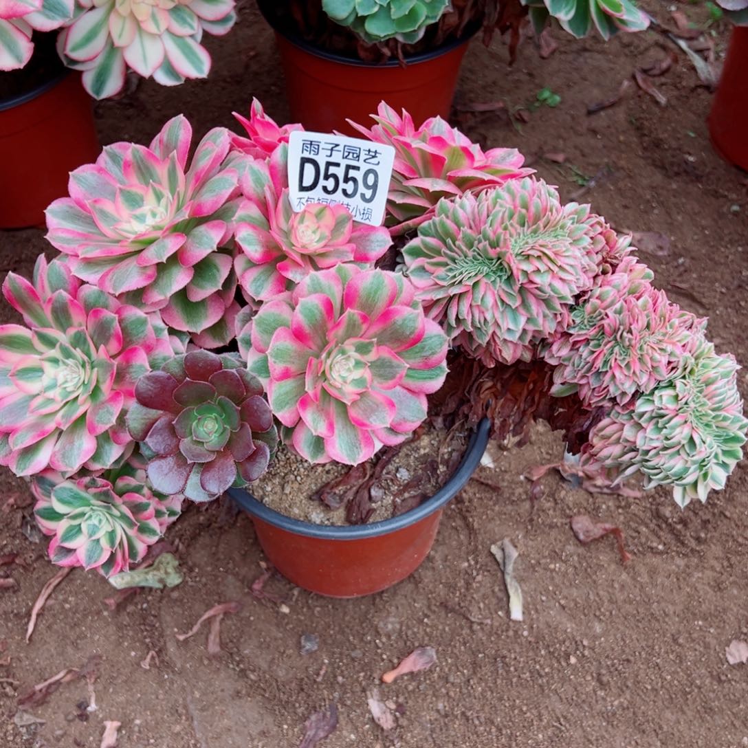 559倾城雨子多肉植物