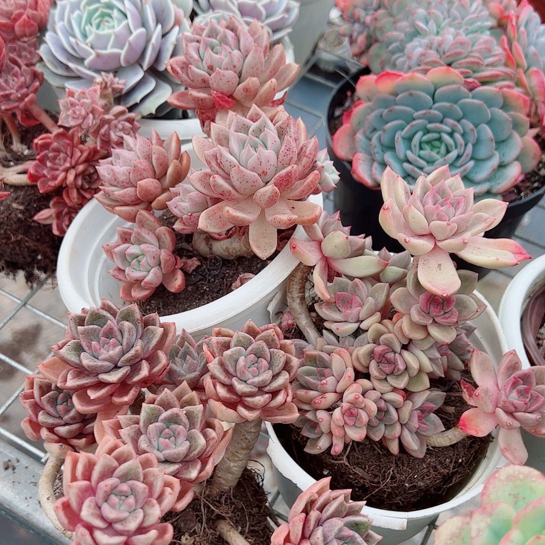 绚丽璀璨多头群生老桩特价二盆