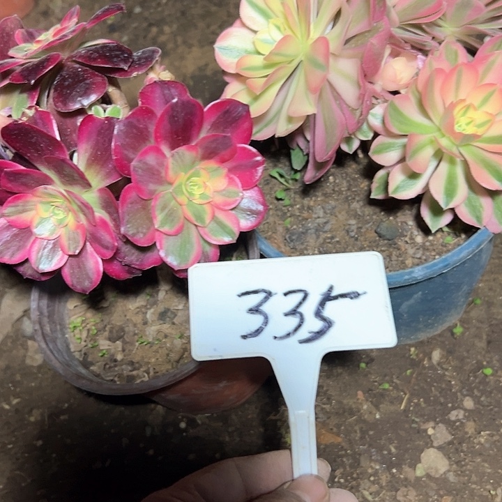 多肉植物组合2个
