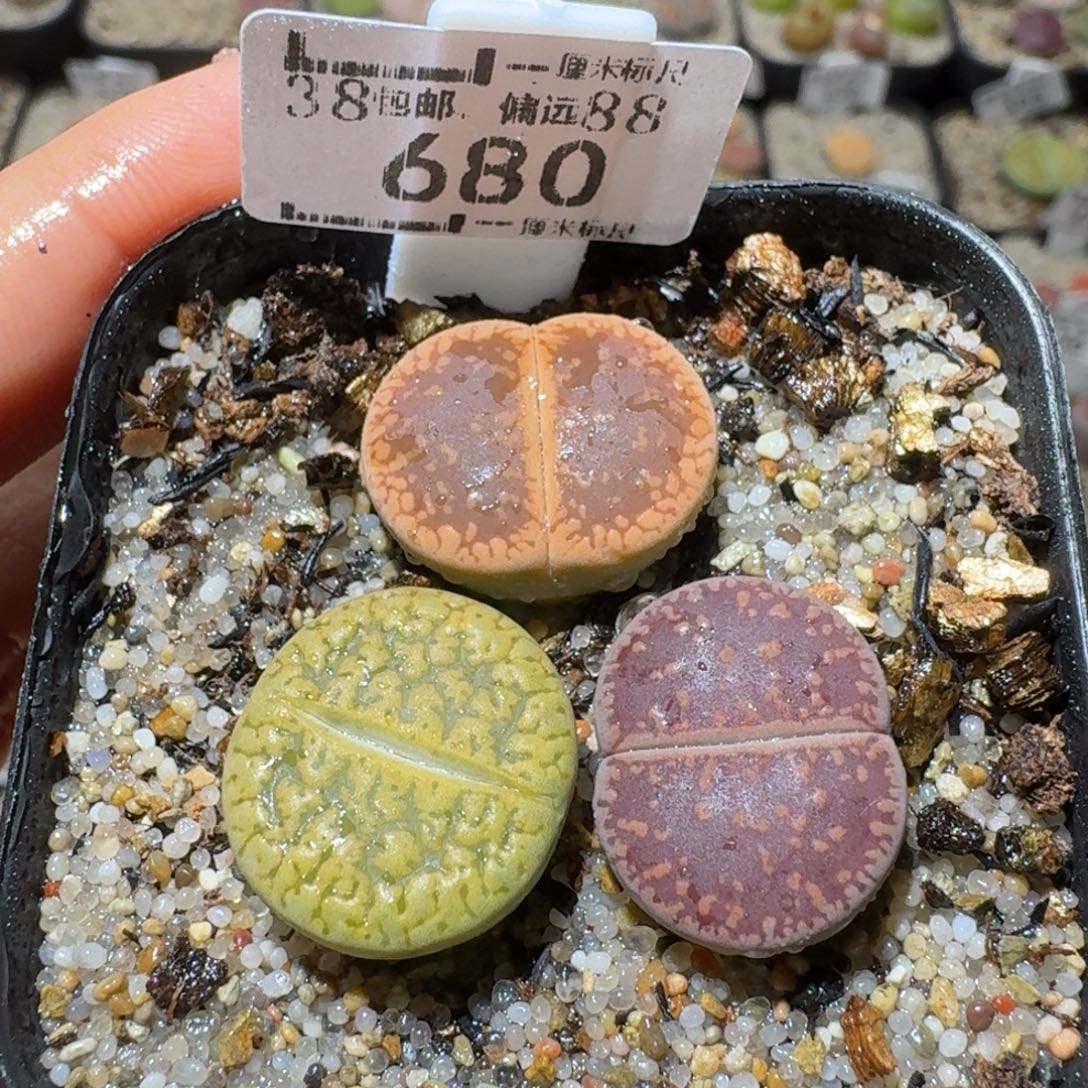 Sss清货了便宜走680