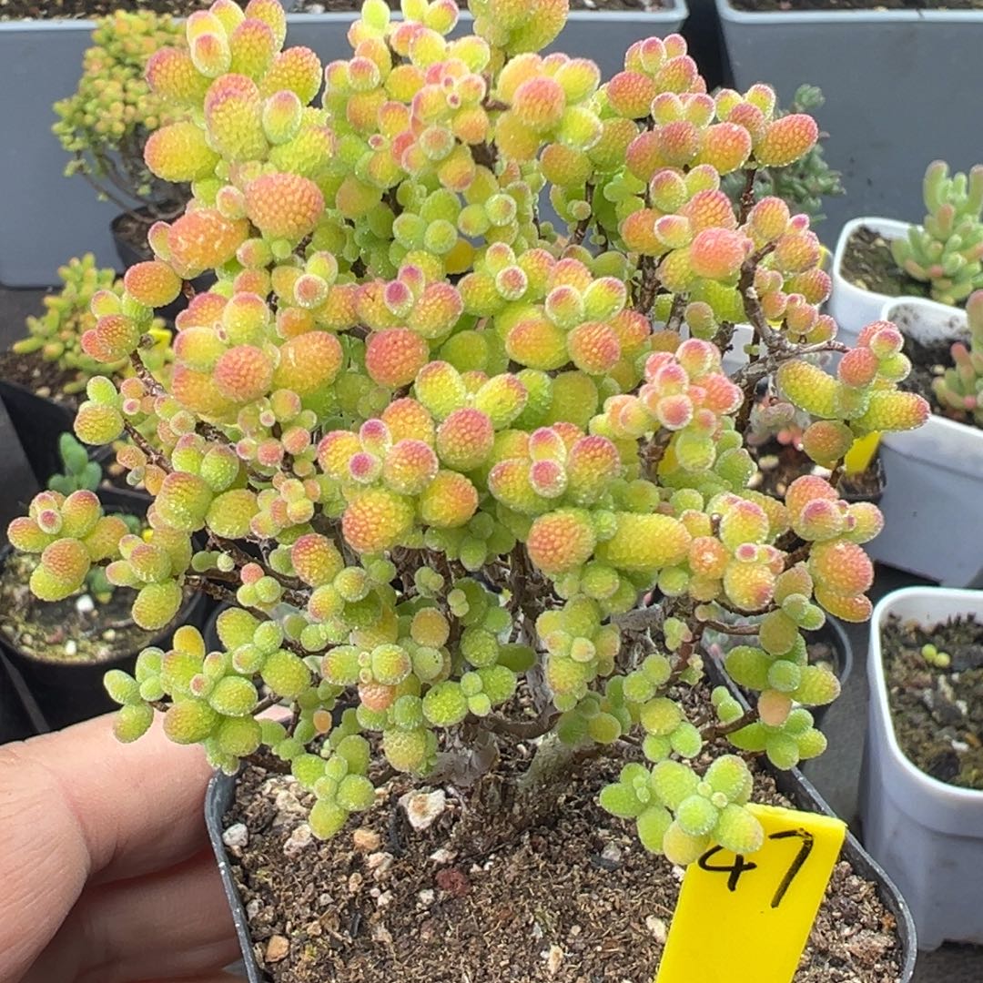 金桔糖球47号6.5cm盆