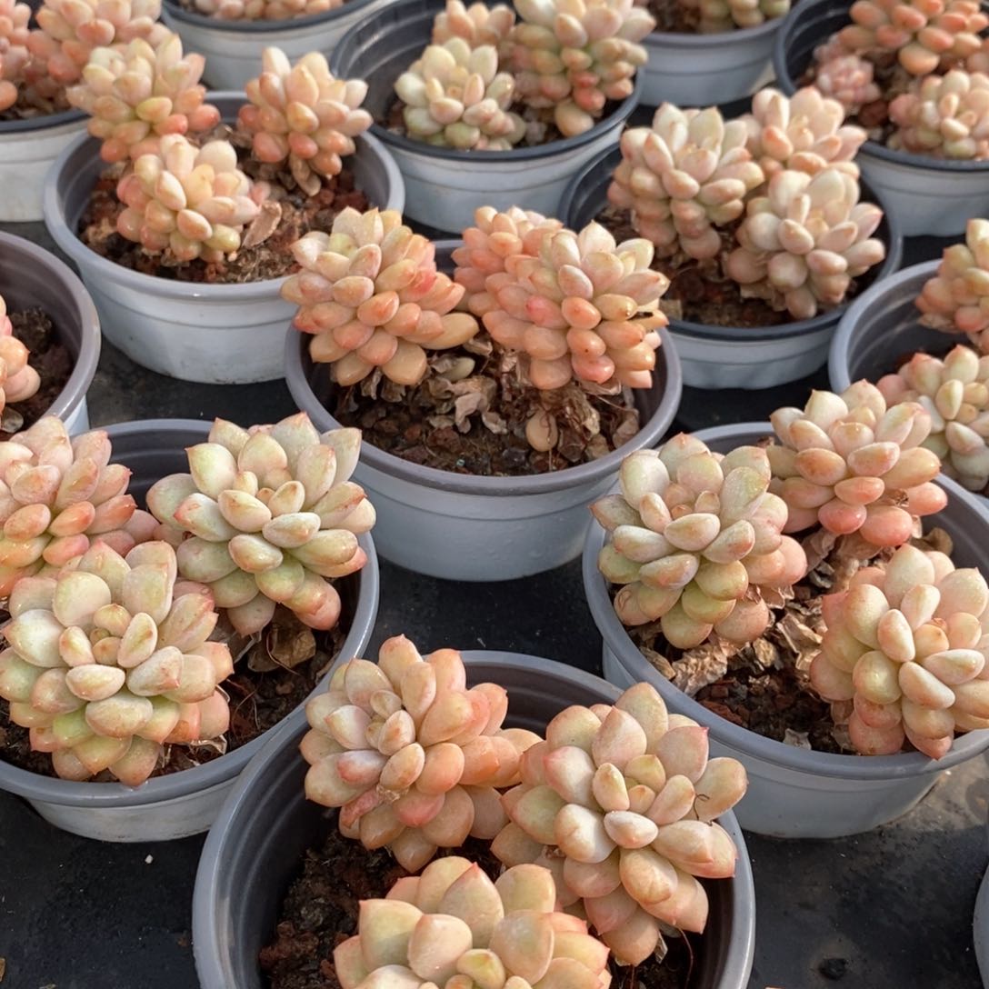 02阳光玫瑰 群生 福利多多