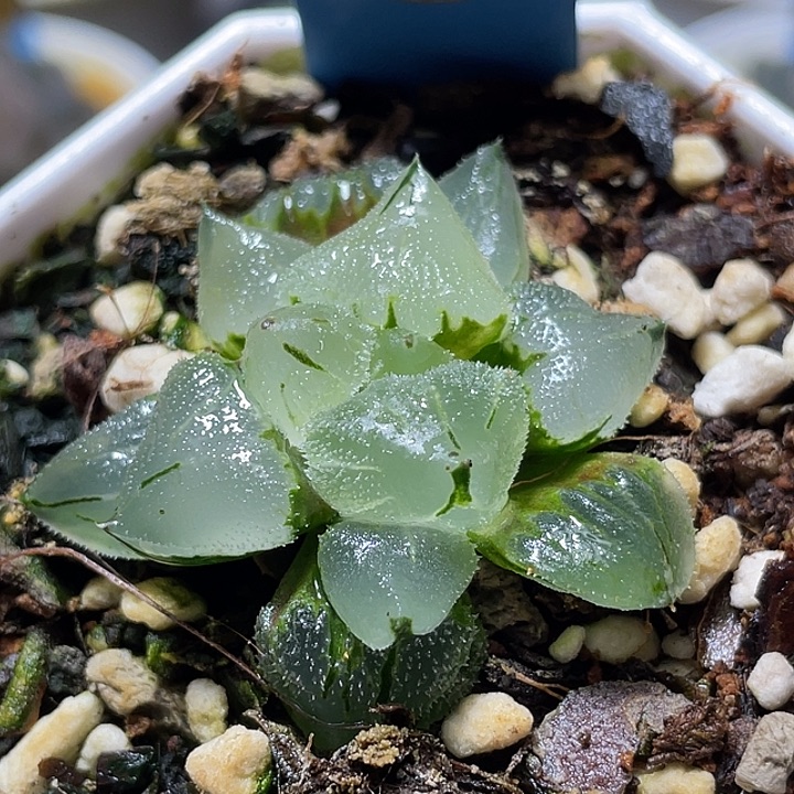 694冰玉鸾特选福利