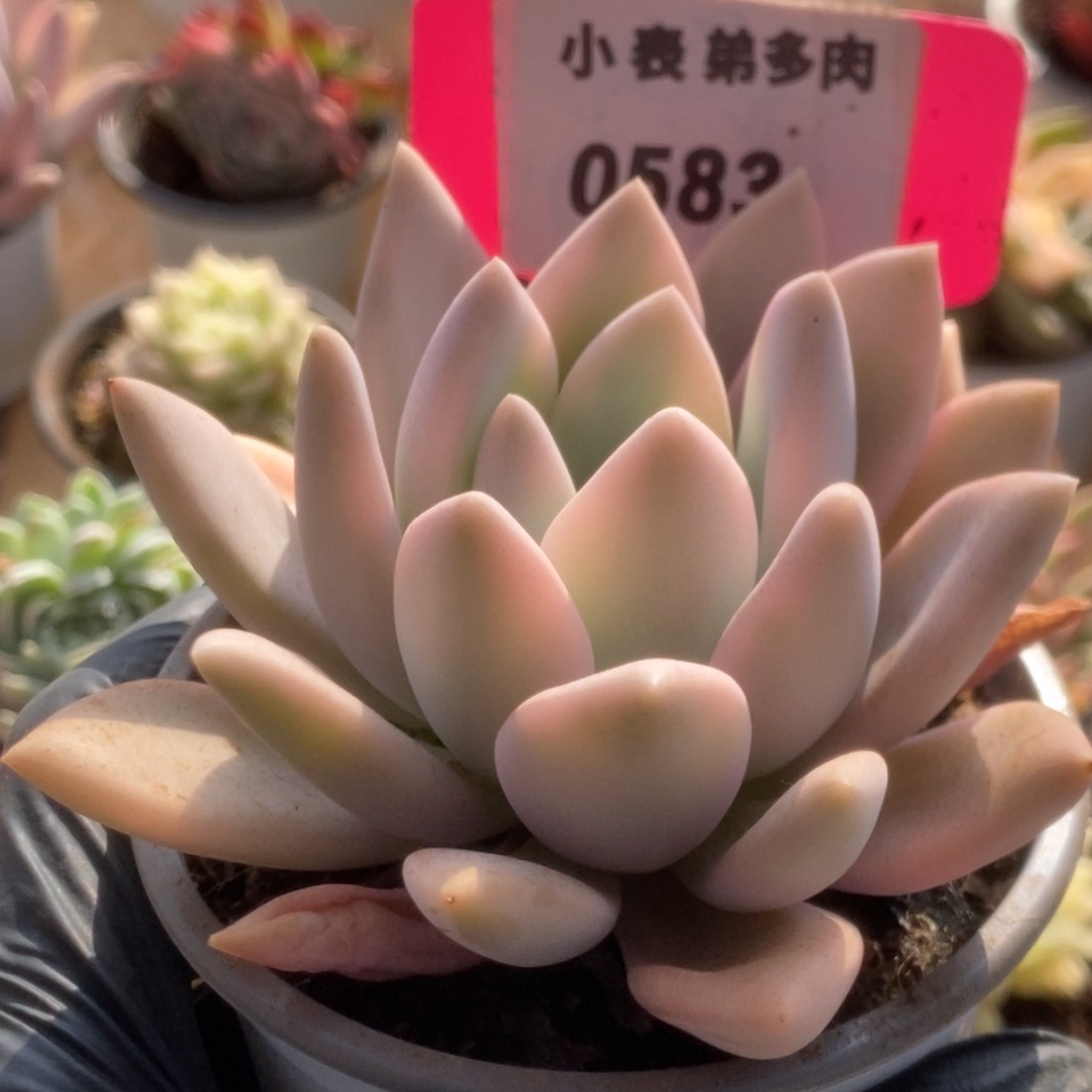 583奥普锦锦锦锦锦