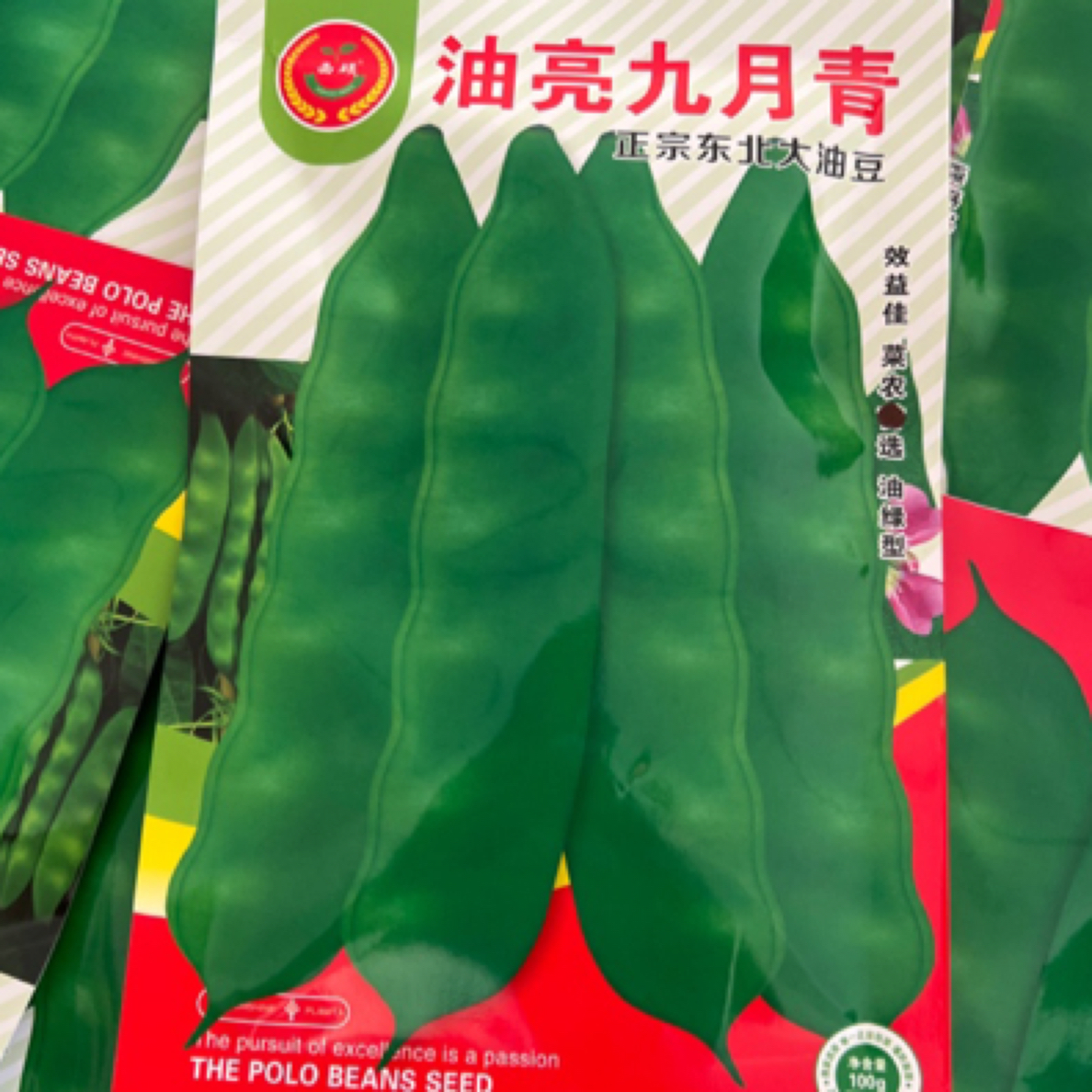 发2袋 油亮九月青大油豆角种子