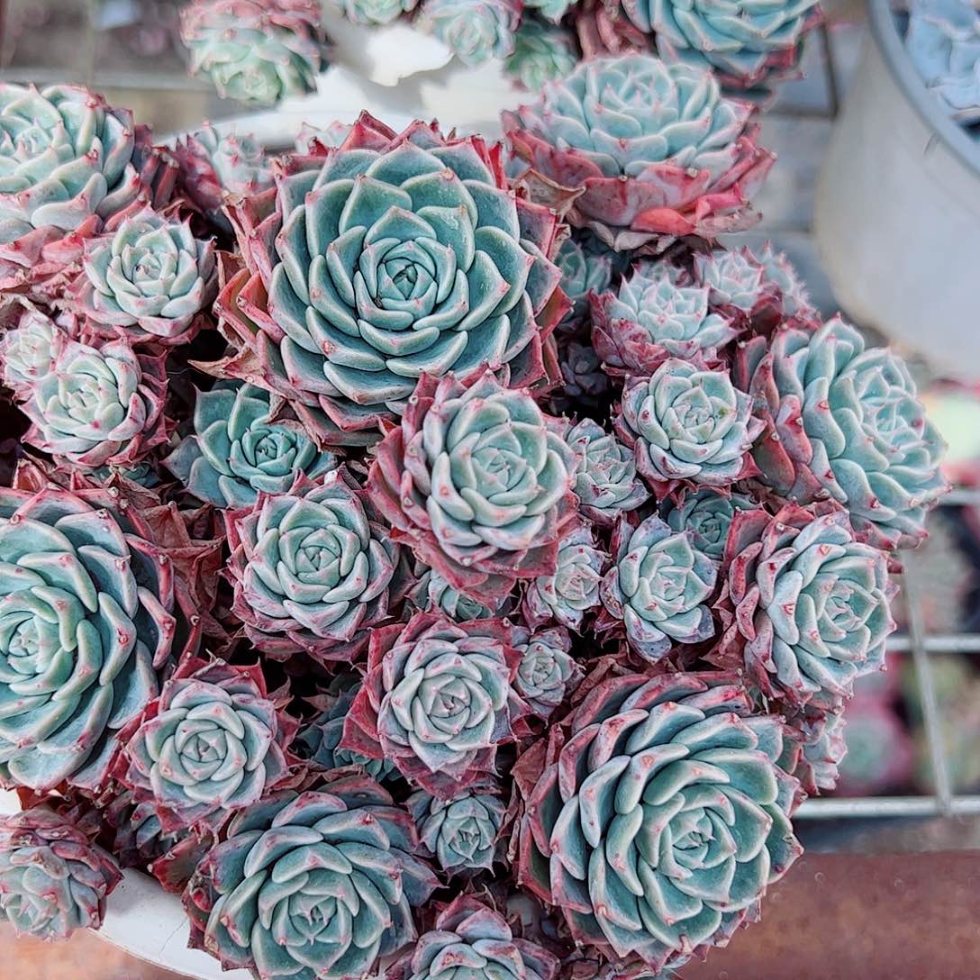 海滨格瑞带盆土精品特价