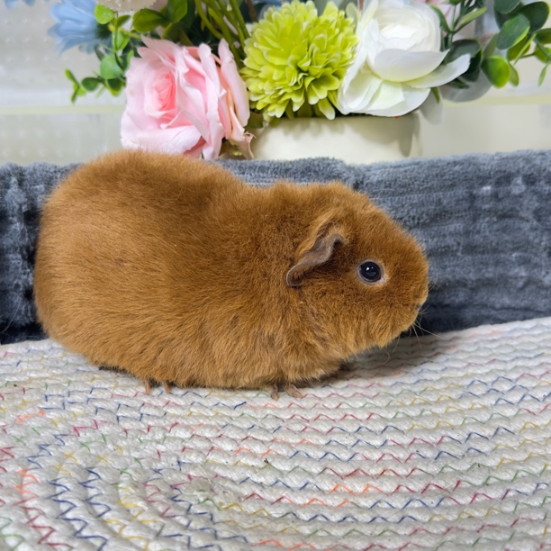 40号豚鼠荷兰猪美泰品种1.5个月妹妹