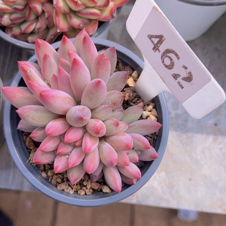 健健康康平平安安