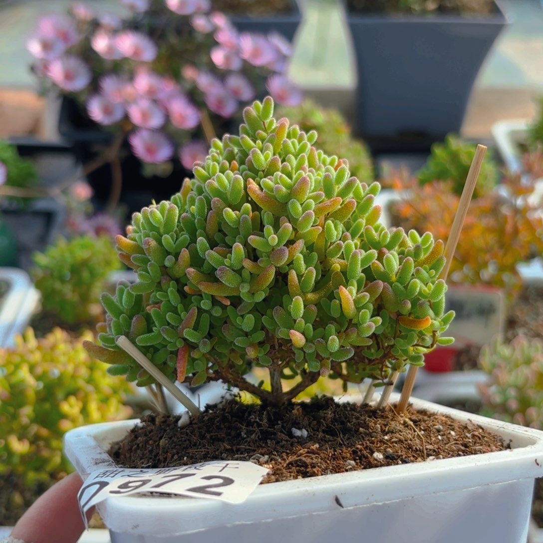 蜜橘糖球树形982。    