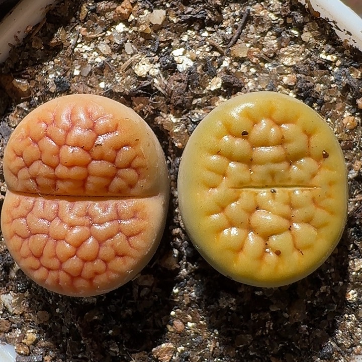 生石花1111112。   170