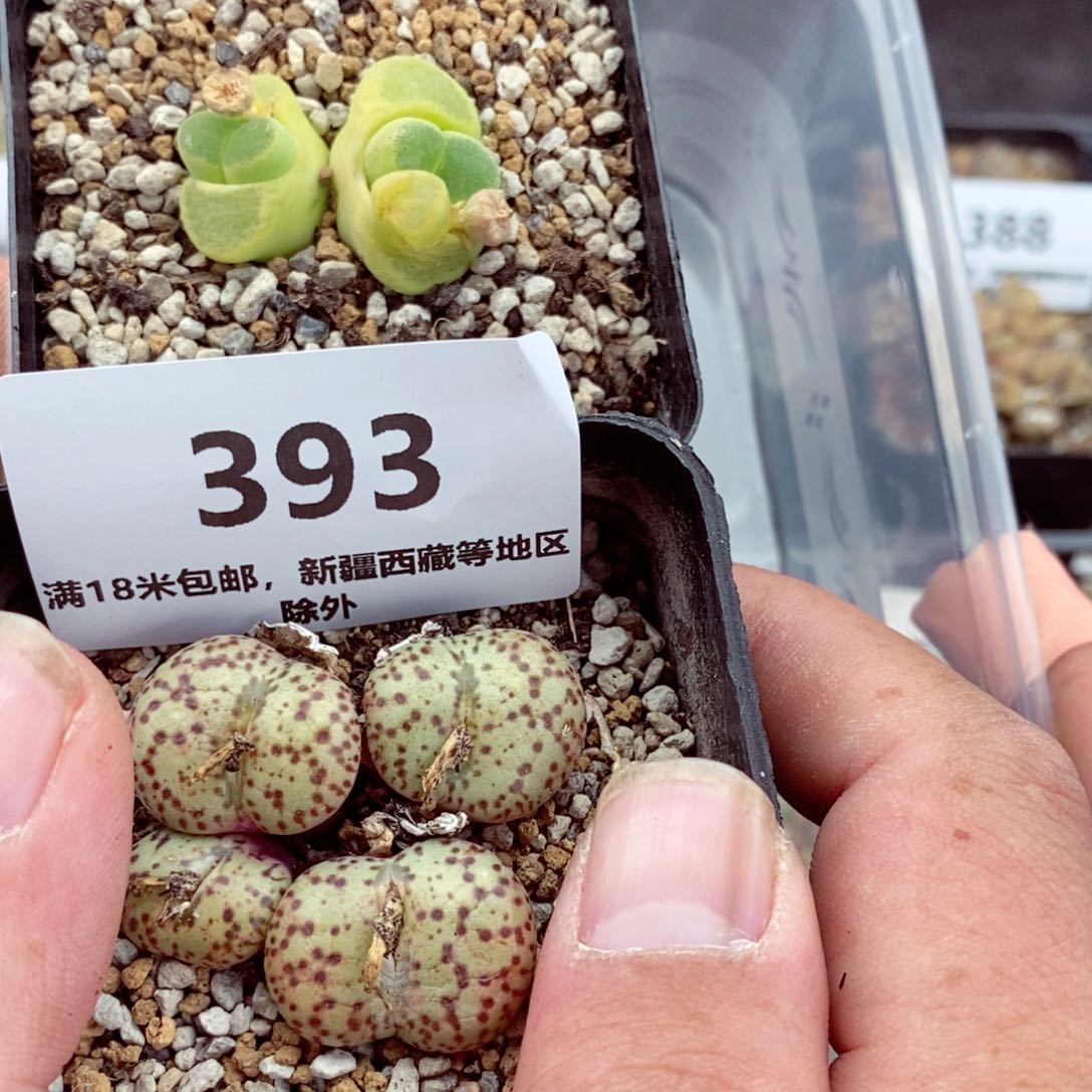 我的朋友们都是我的393