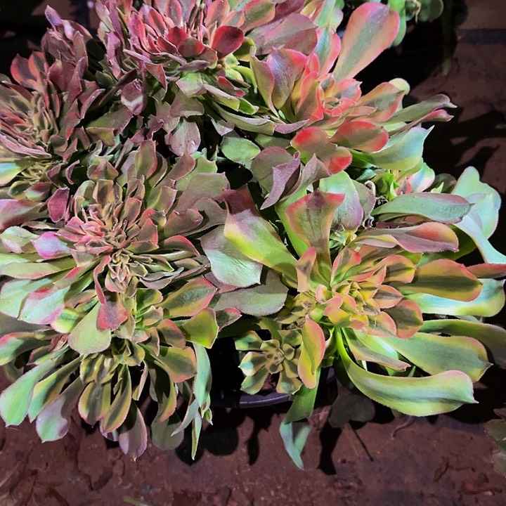 109香妃多肉植物处理不售后缀化
