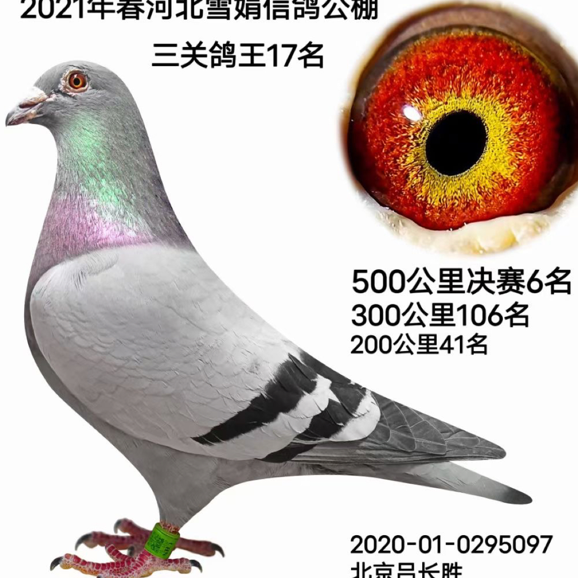 可飞3000公里大鼻子信鸽长距离山区血统鸽紫罗兰