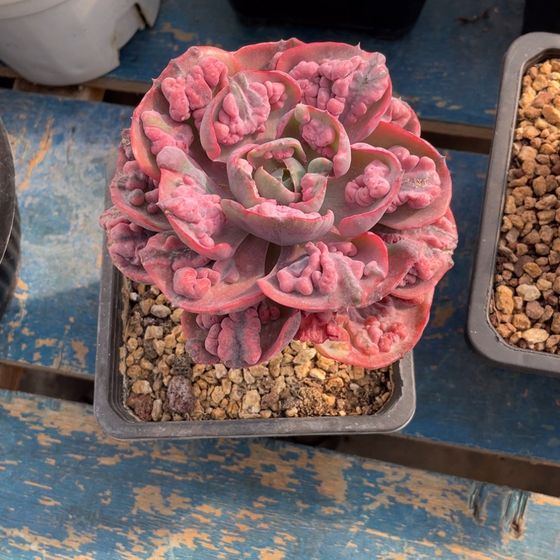 一物一拍中通快递