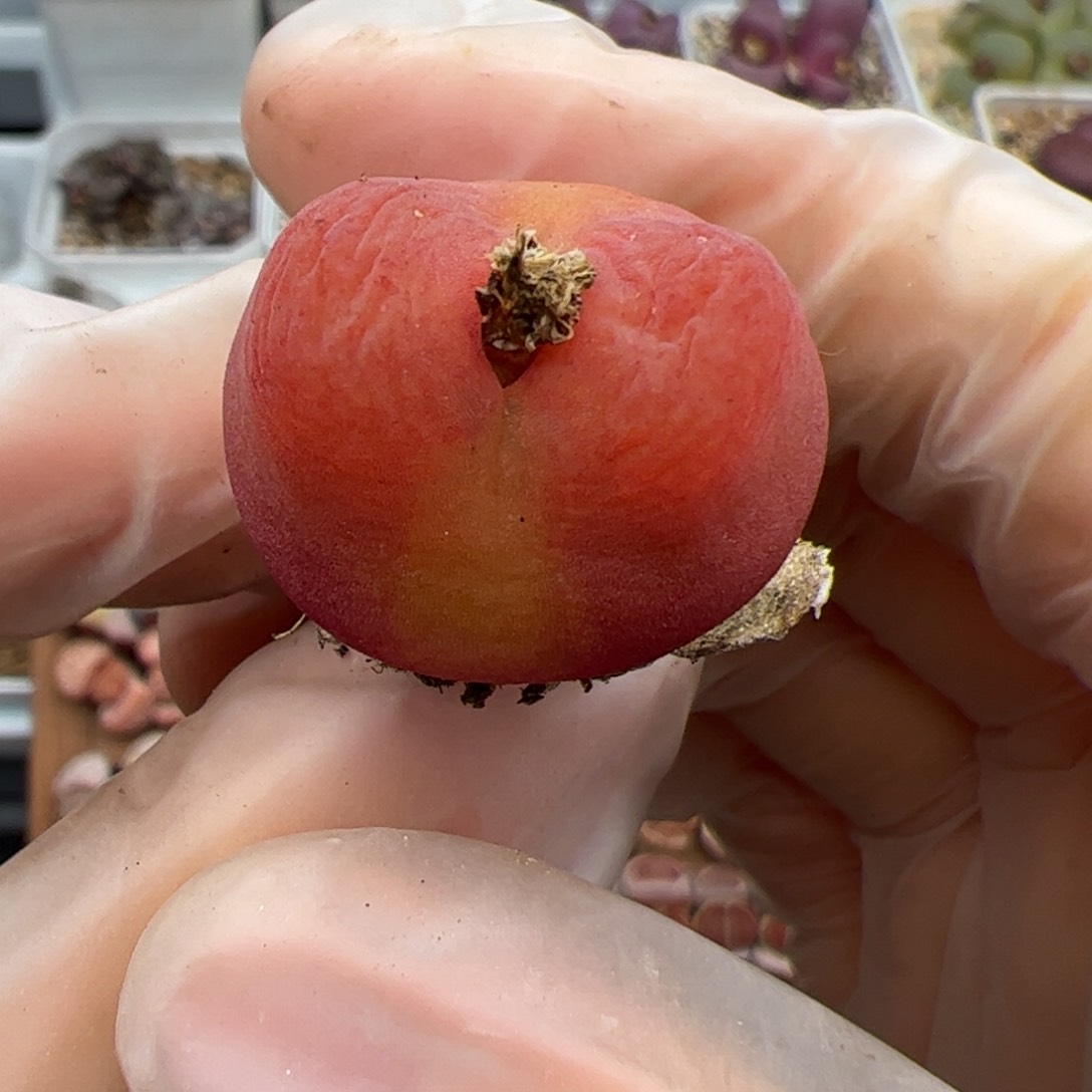 01029号 水蜜桃 多肉植物