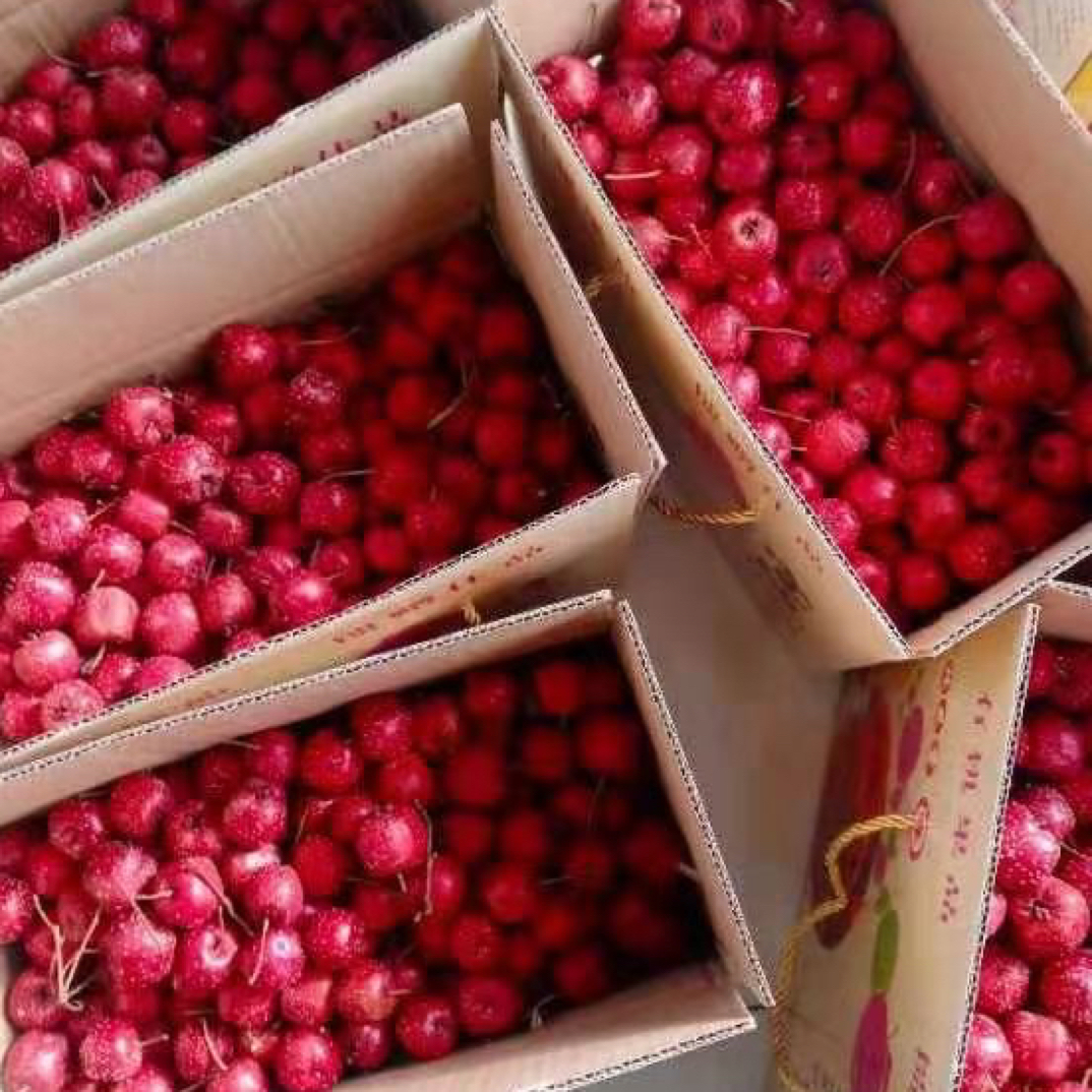 秋金星山楂，鲜食更佳，酸酸甜甜，精选山楂罐头专用果