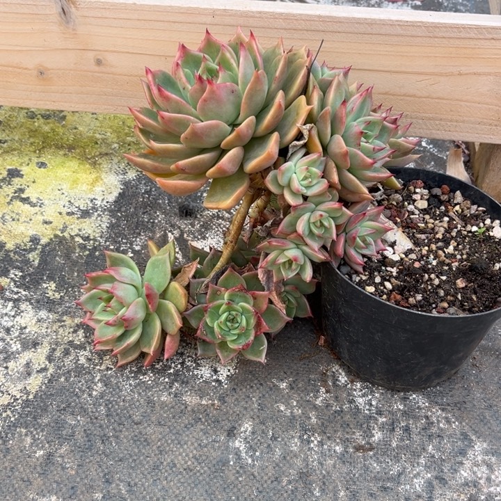 木***木黄金弗兰克多肉植物307