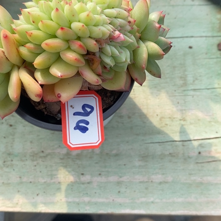 白*梦一物一拍东云杂94