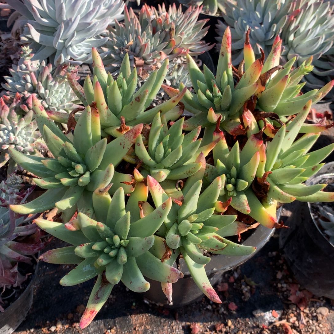 库尔卓塔，多肉植物