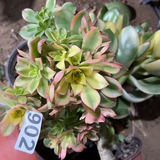 爱**豆多肉植物三个