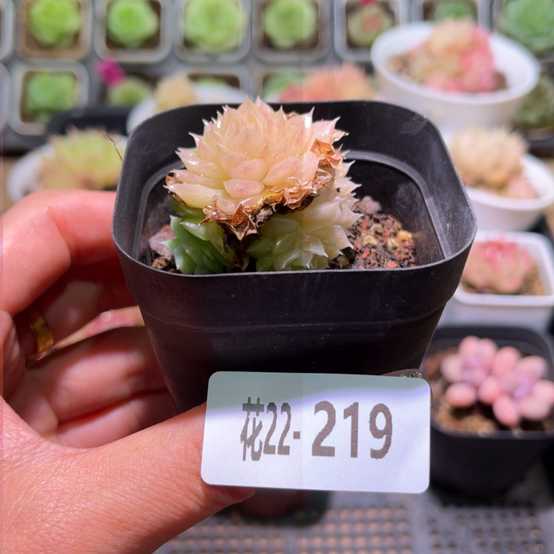 花利美22-219麦秆