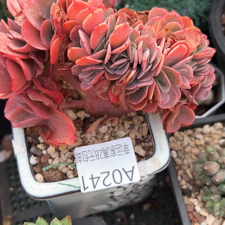 幸运的是我的朋友们