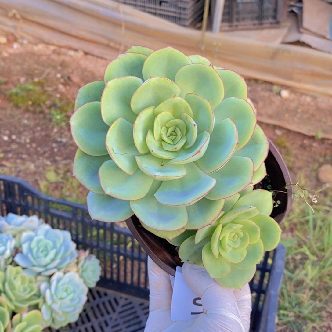 7801牡丹亭一物一拍