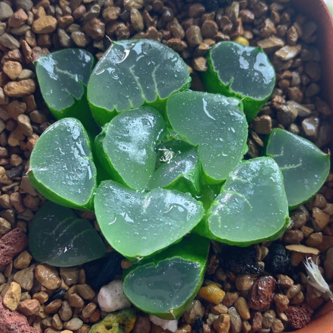 21.十二卷多肉姬翠寿。