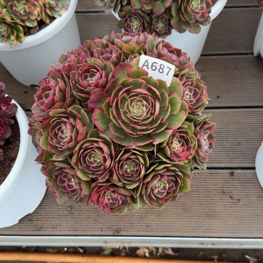 687粉花妖变异脱土发货