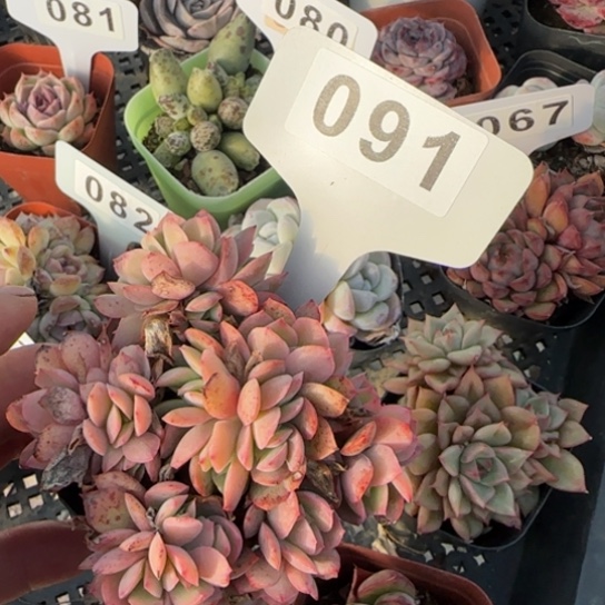 91绮罗缀一物一拍多肉