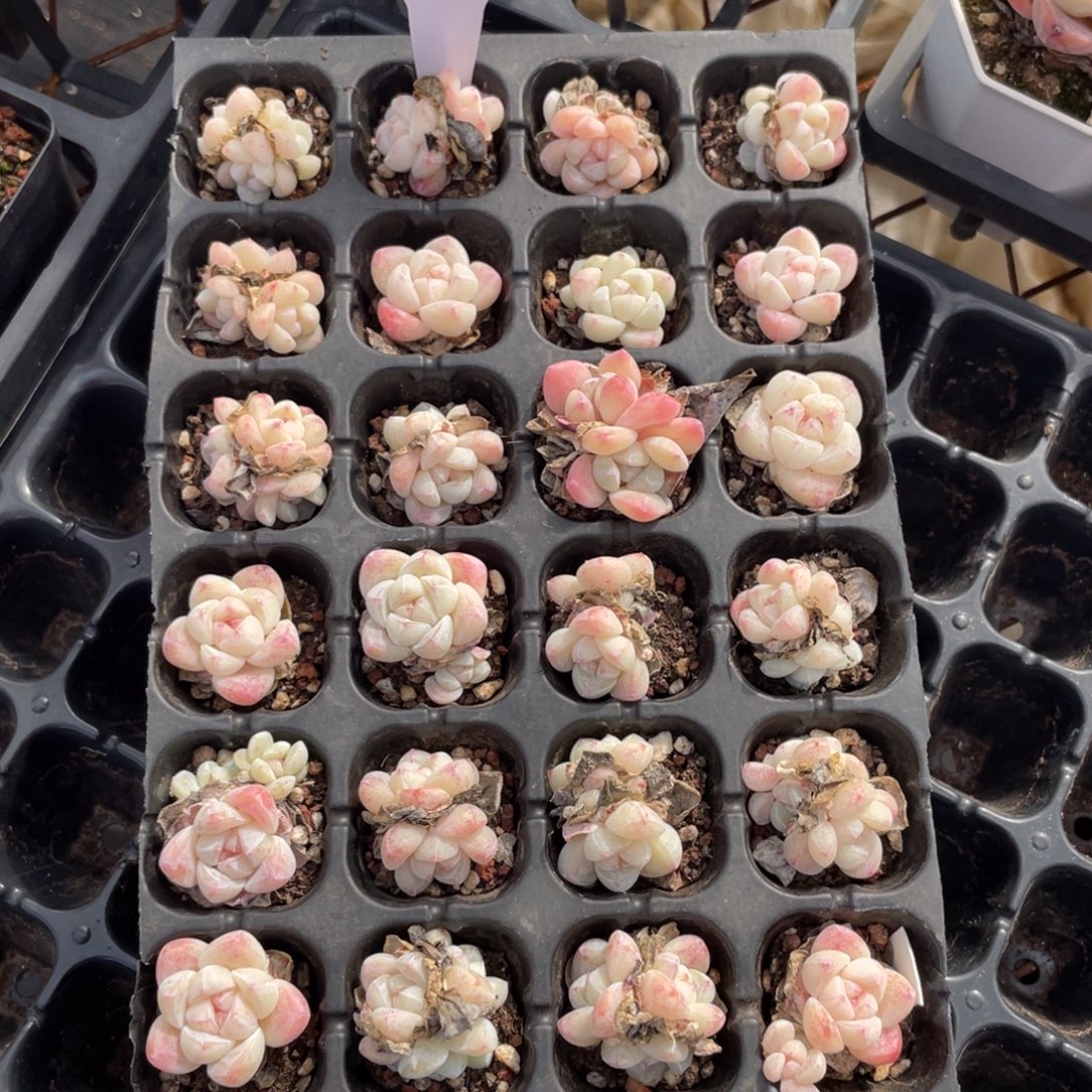 不包整散 盆子不售后3134