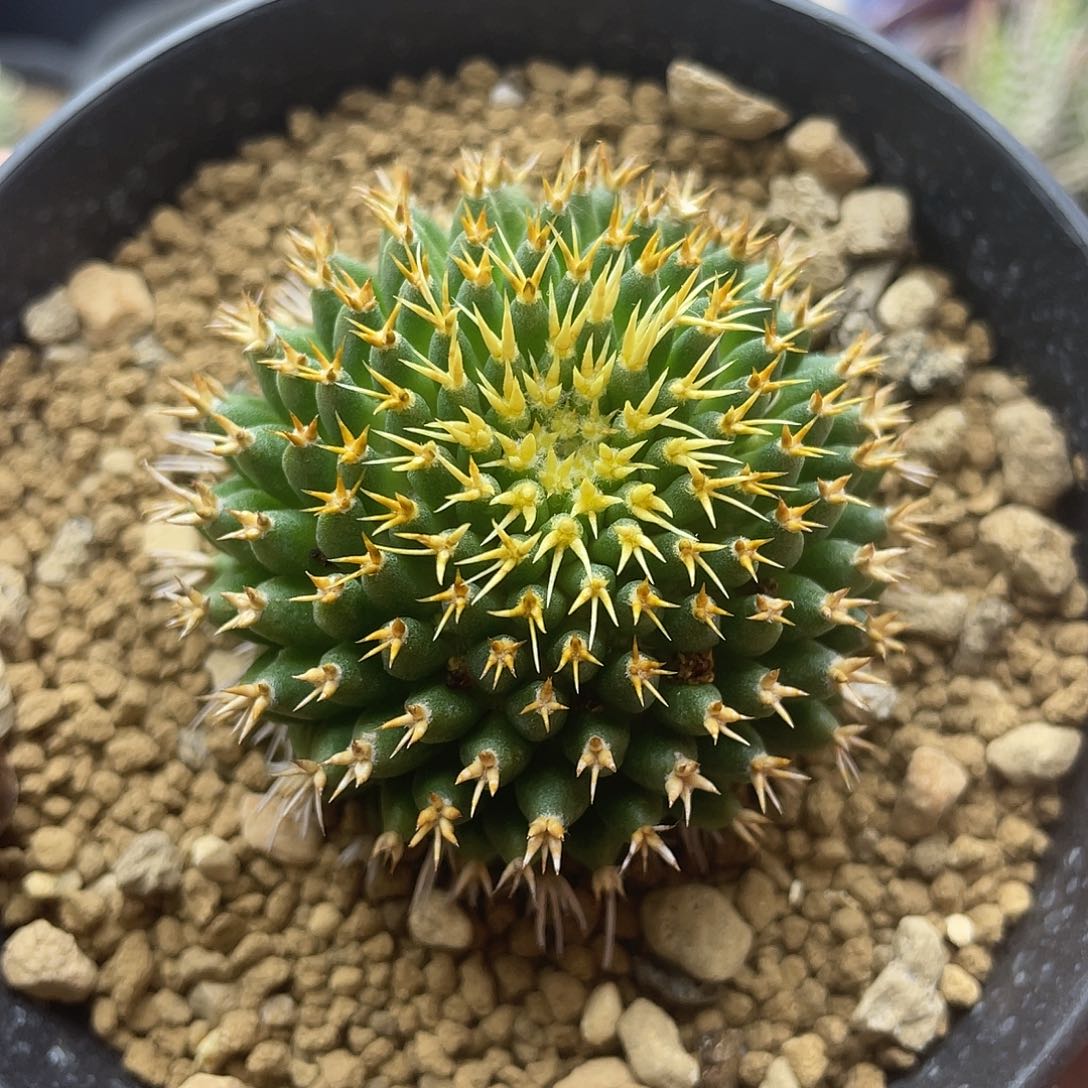 金刺短豪刺琴丝仙人球