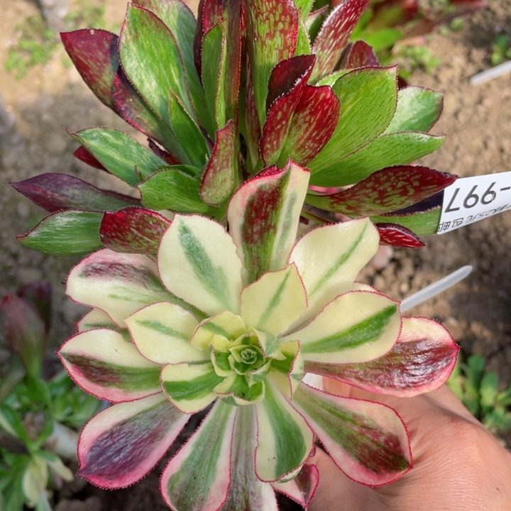 997魅影七彩不包掉头12345678