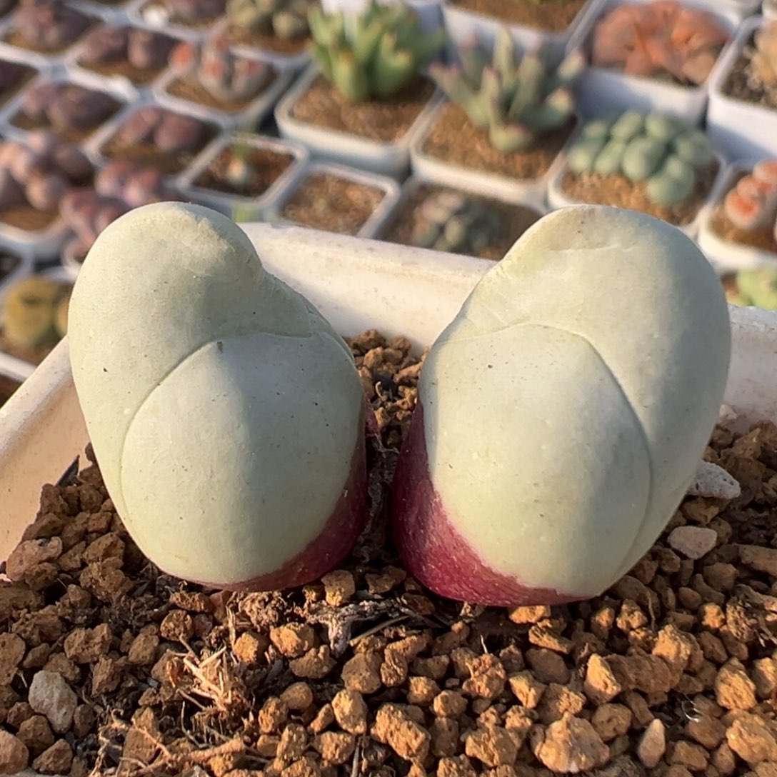 62多肉植物百科植物