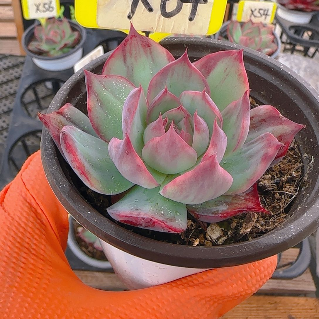 东**东X64 惊鸿多肉植物