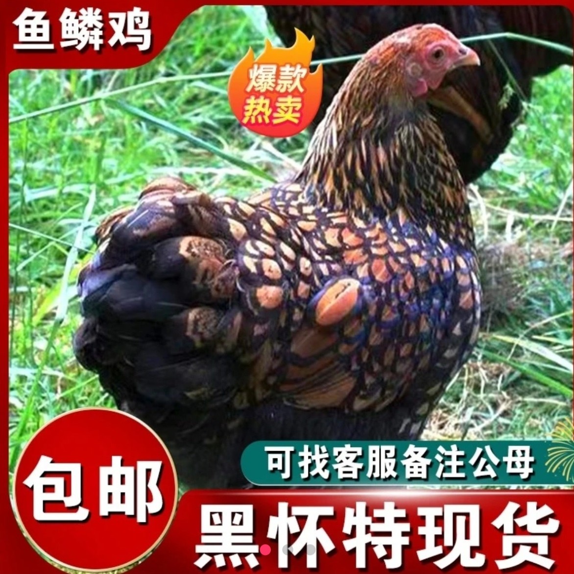 宠物观赏鸡 五彩鱼鳞鸡【一周左右】宠物鸡小花鸡