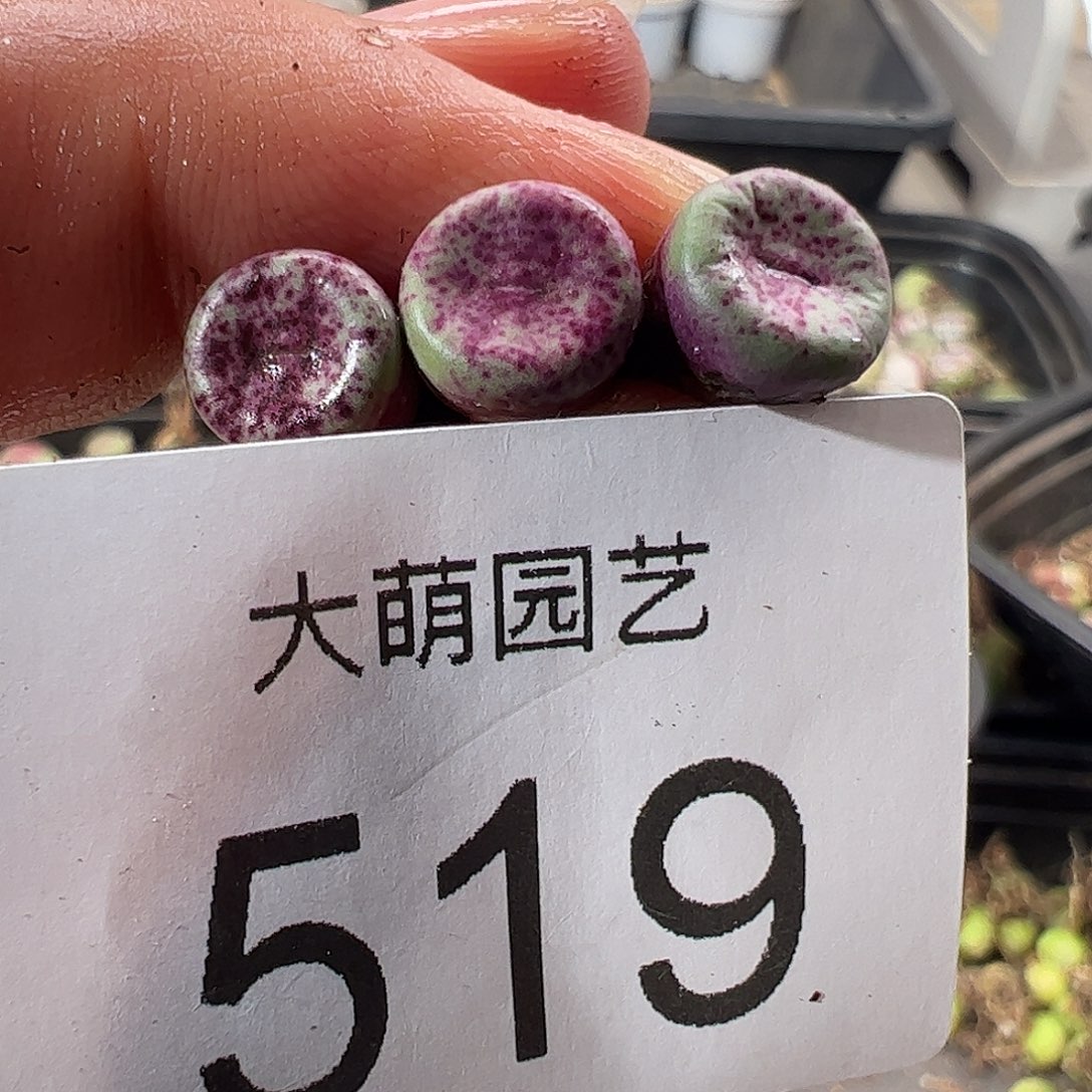 一物一拍。           519