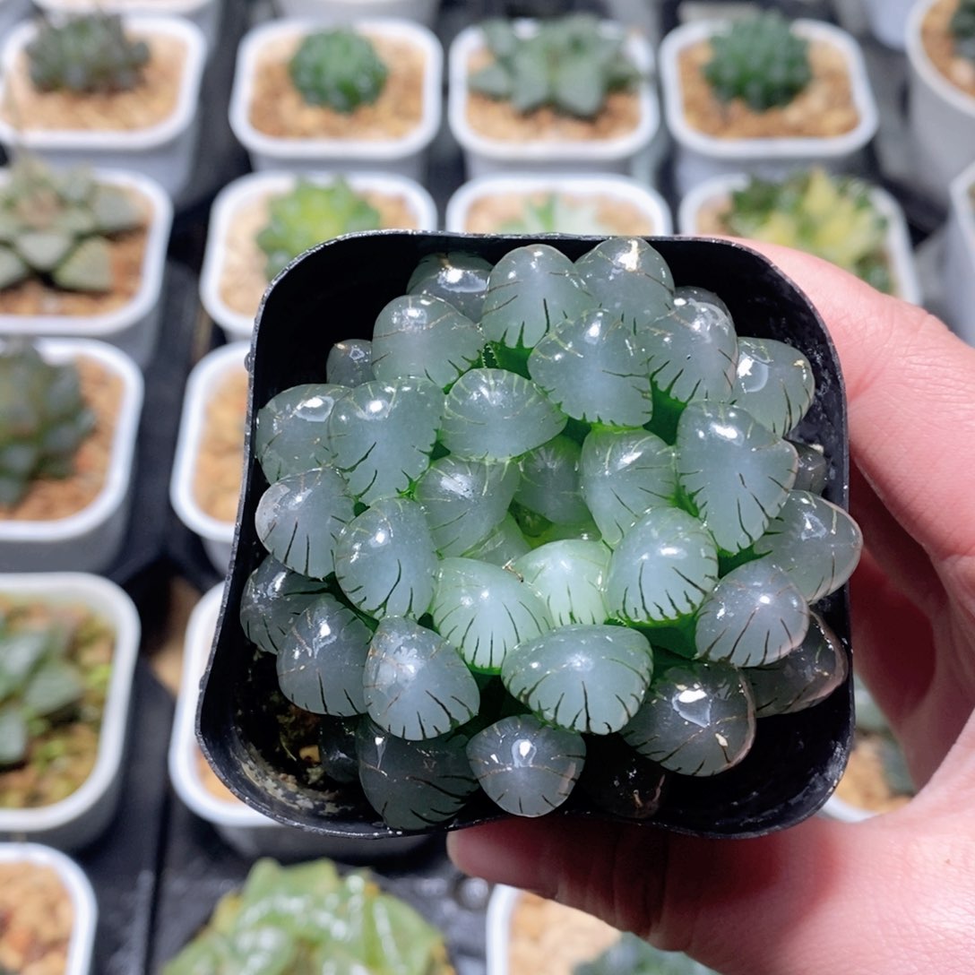 潘灯玉露多肉植物