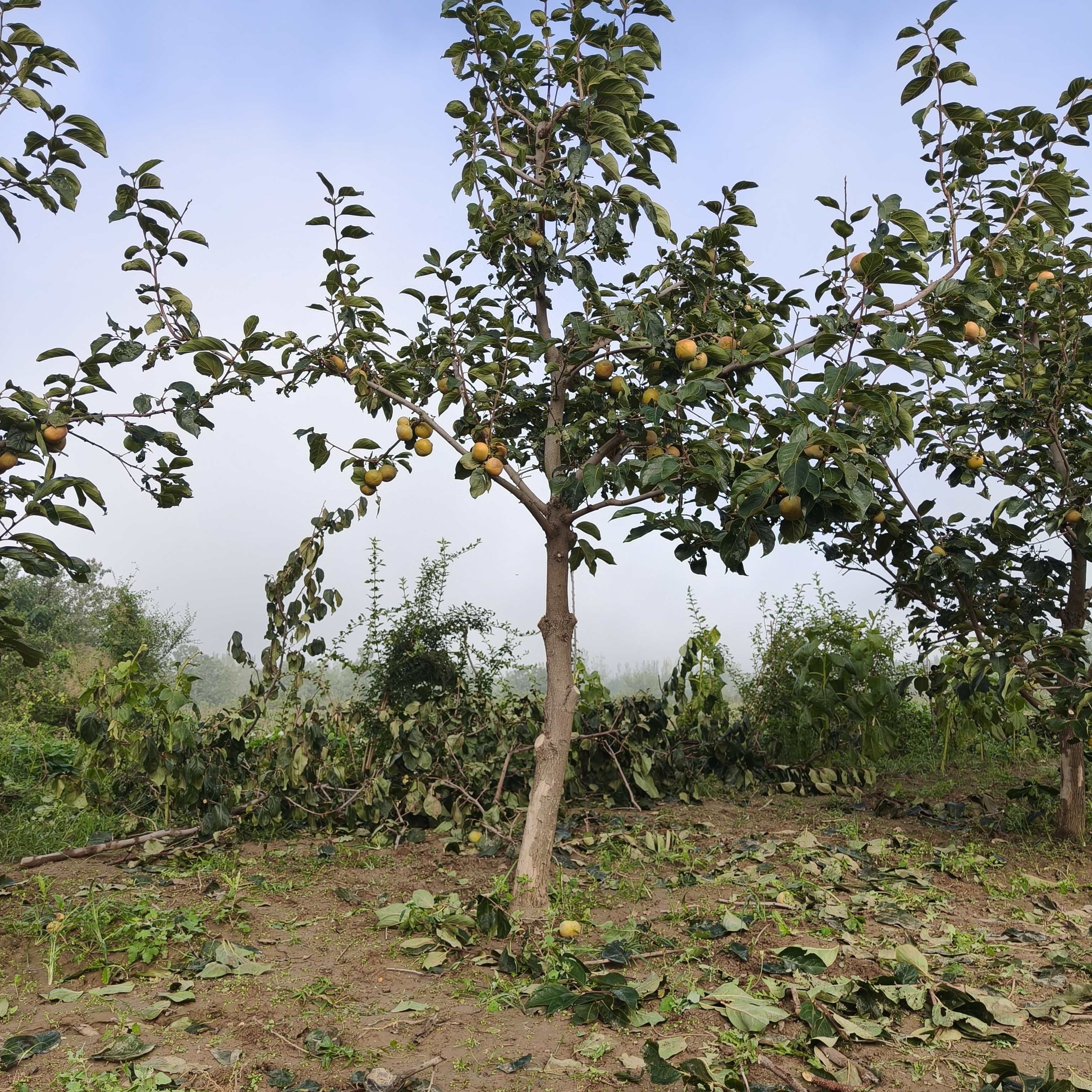 脆甜柿树甩手操完整版30分钟