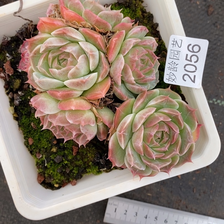 2056杂交老桩基地～12