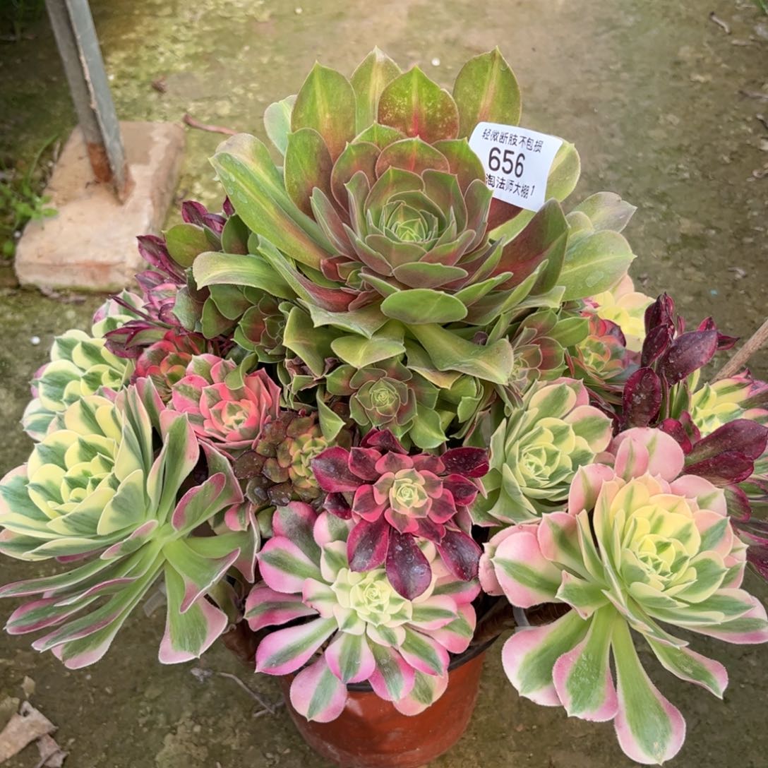 656嫁接多肉植物法师