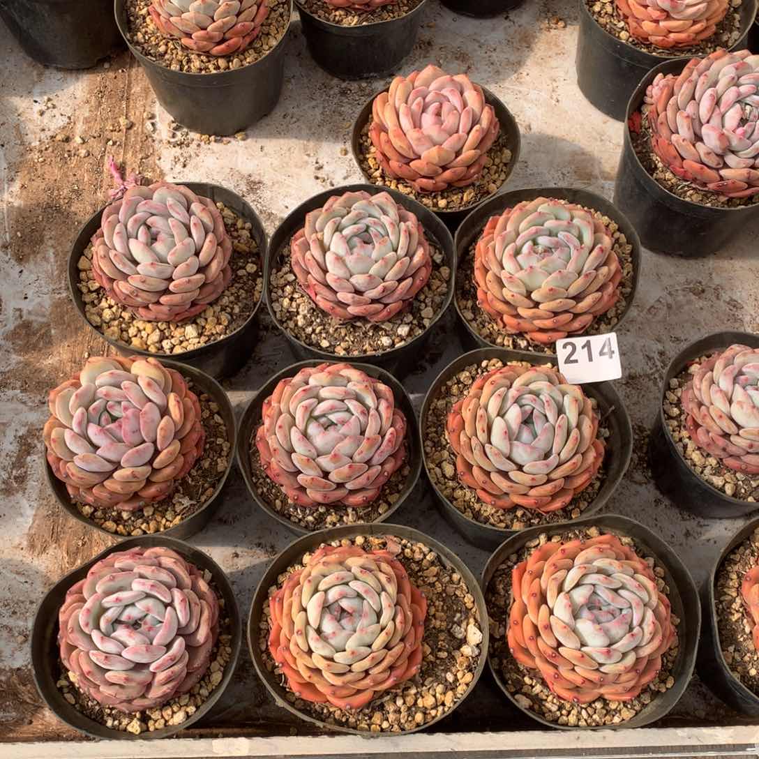 214橙子多肉植物组合