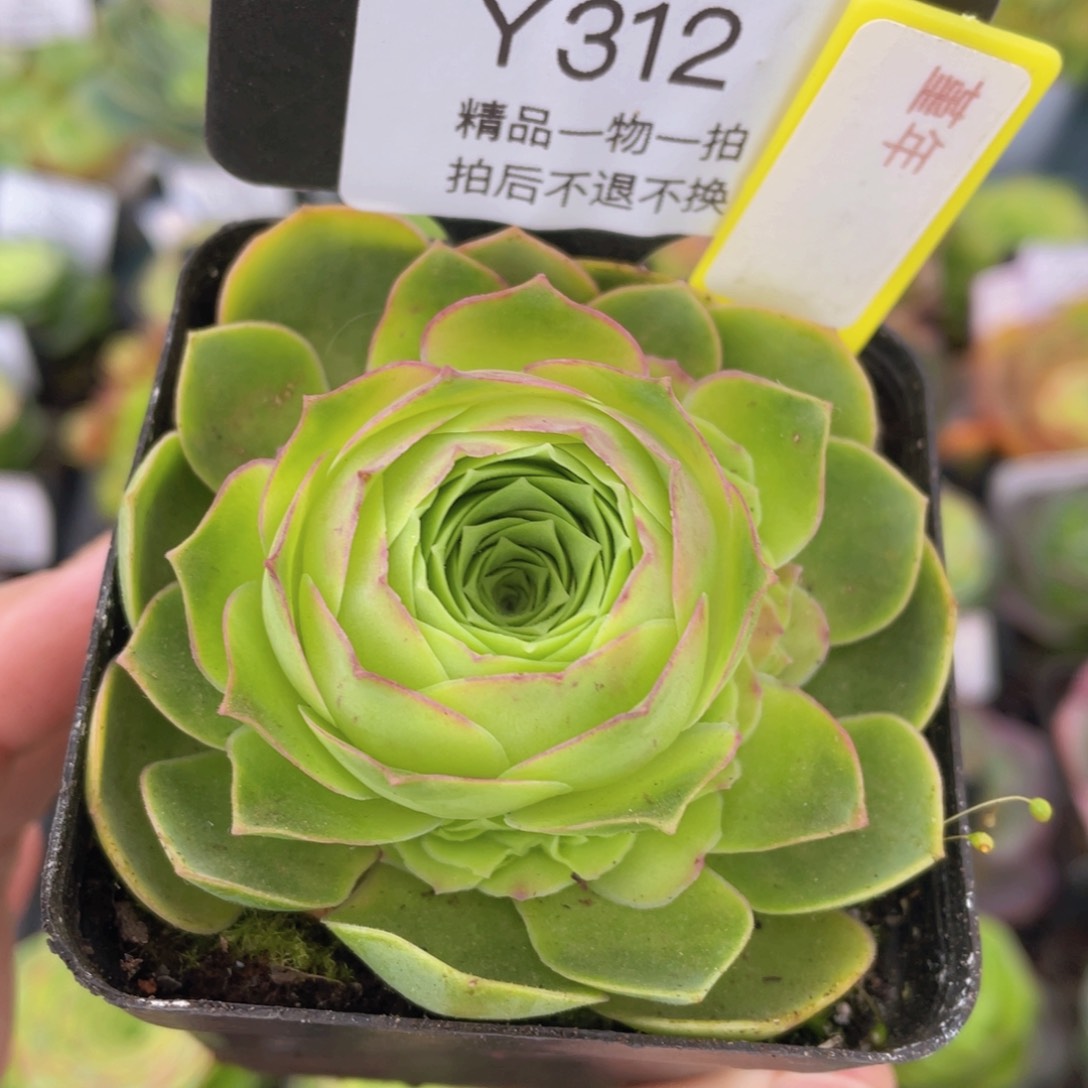 堇年福利312一物一拍