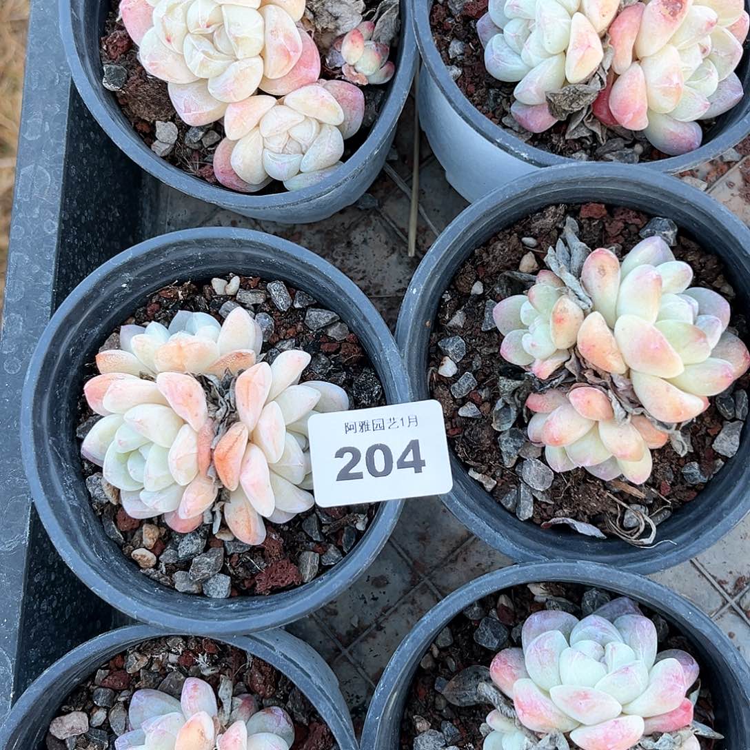 阿雅园艺。    脱土发204