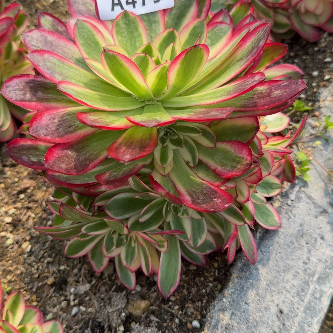 479荔枝。多肉植物