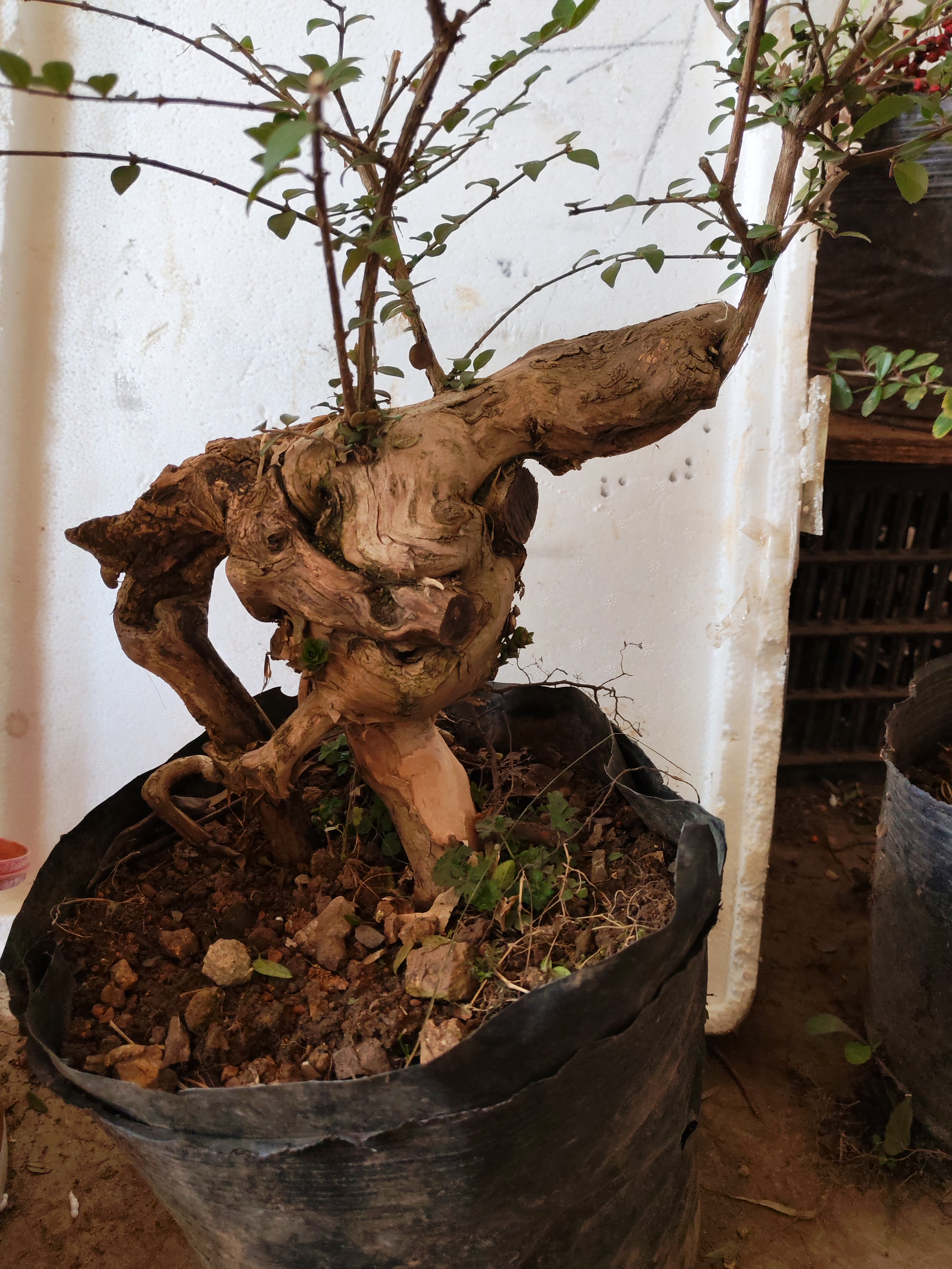 蓝宝石芯帽忍冬盆景四季长青，直播间一物一拍熟桩老桩