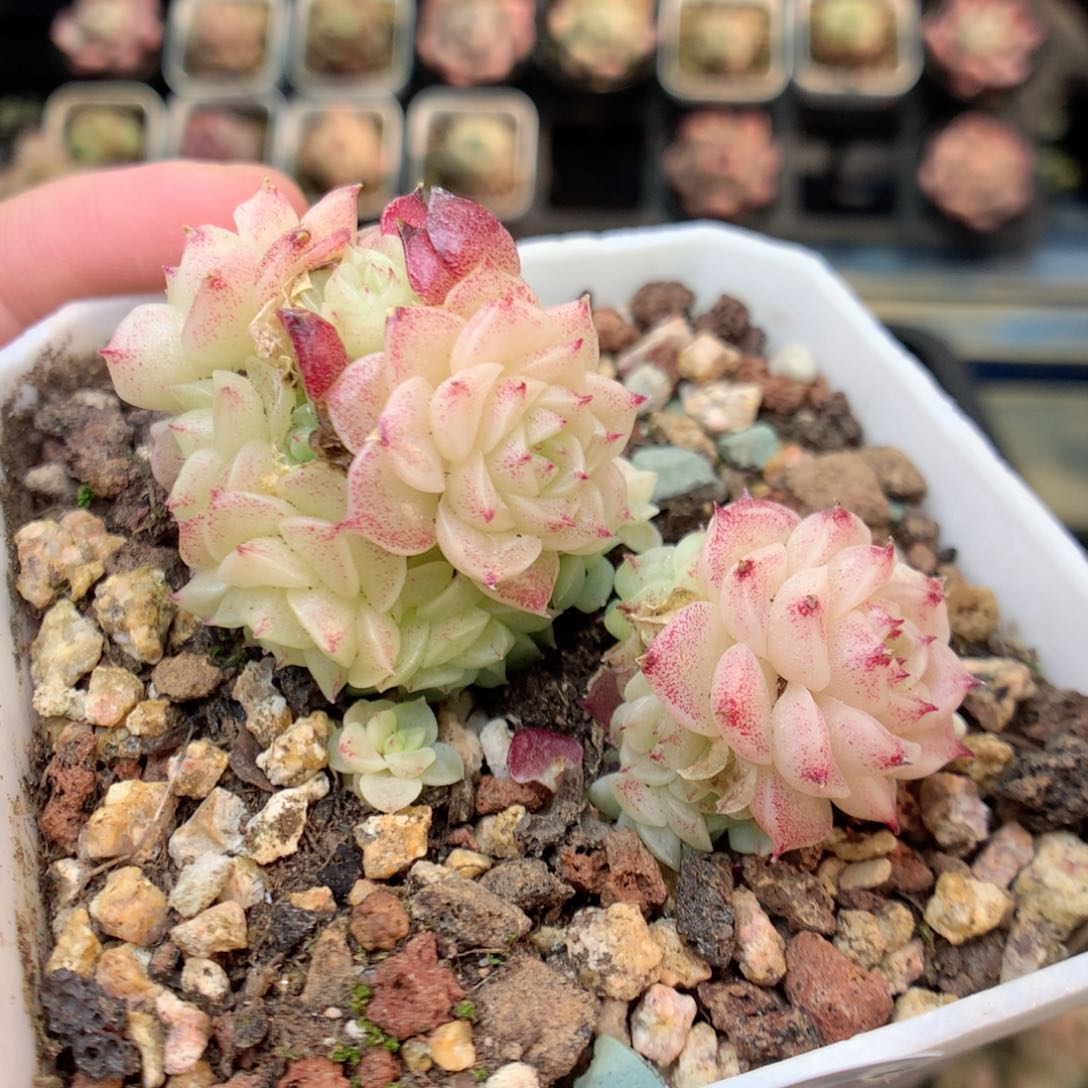 E118两颗，20包邮两天凑单偏远不发货