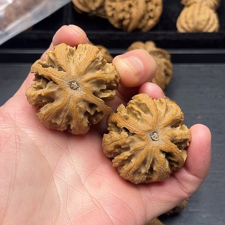 c***r木质类秦岭突突突突突突突
