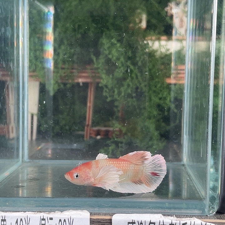 斗鱼活体不退不换谢谢